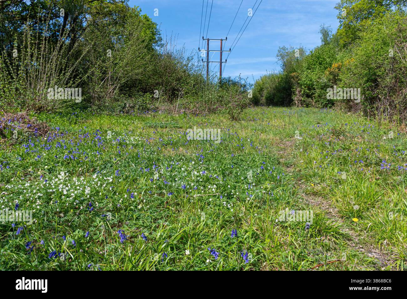 Fiori selvatici, tra cui campanelli che crescono lungo una linea di covata o di piloni elettrici nella riserva naturale Ebernoe Common, West Sussex, Inghilterra, Regno Unito Foto Stock