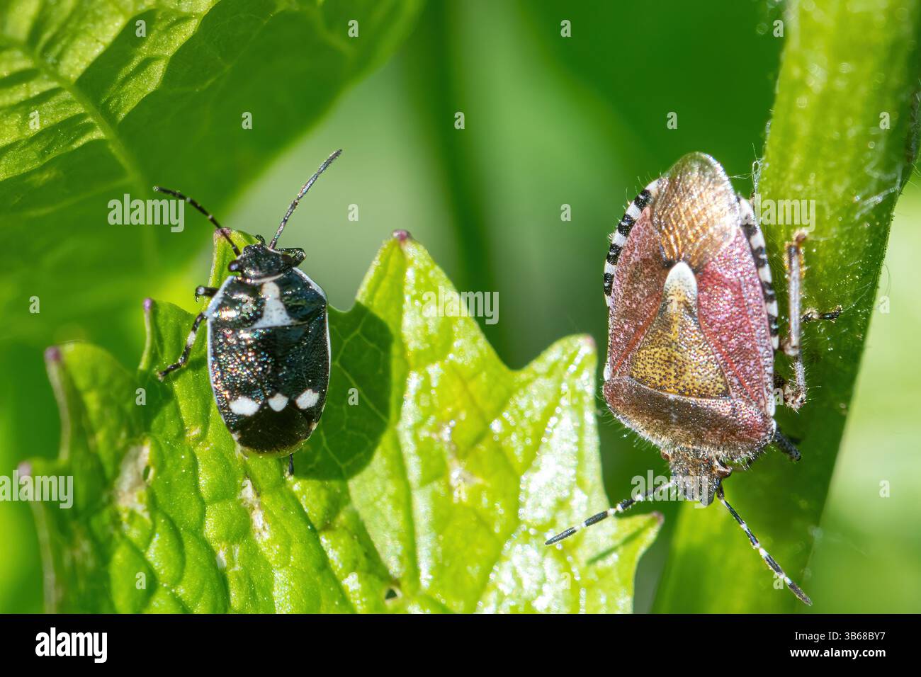 Hairy or sloe shieldbug (Dolycoris baccarum) e Brassica shieldbug (Eurydema oleracea) su una pianta di senape all'aglio ad aprile, Inghilterra, Regno Unito Foto Stock