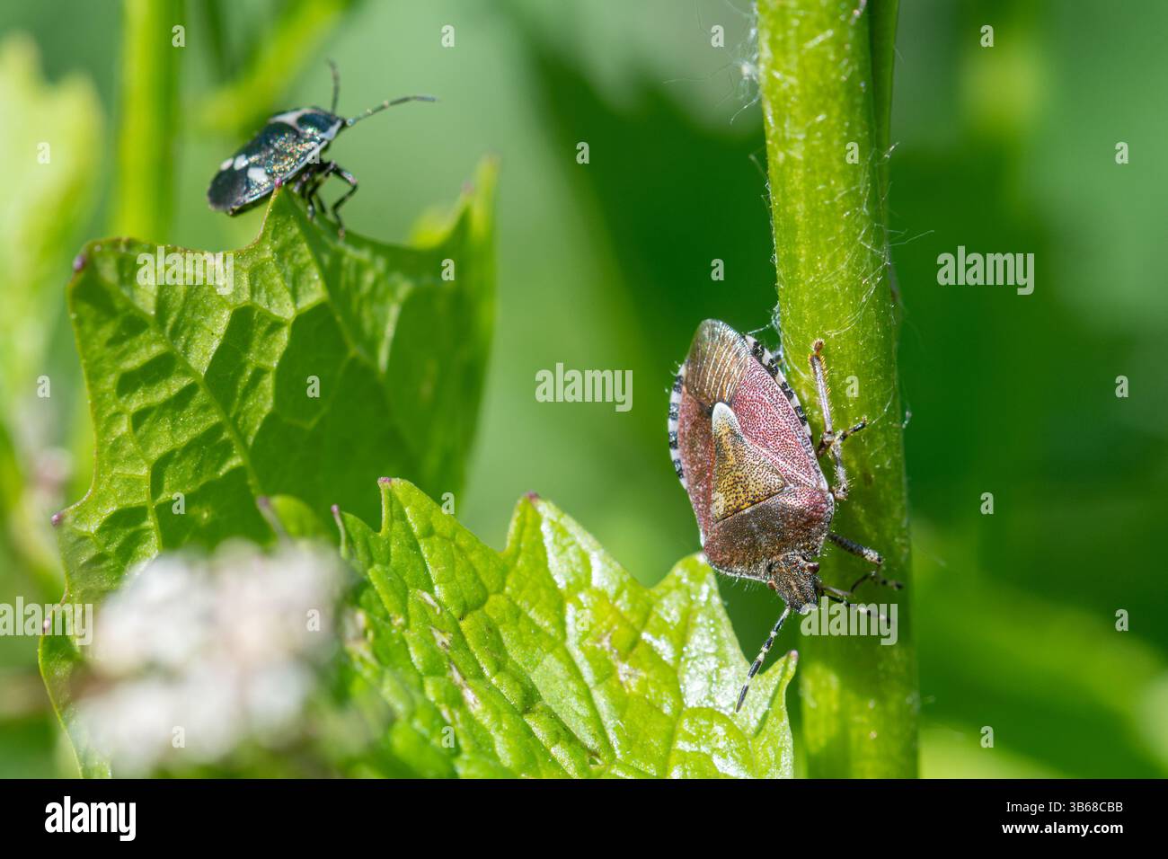 Hairy or sloe shieldbug (Dolycoris baccarum) e Brassica shieldbug (Eurydema oleracea) su una pianta di senape all'aglio ad aprile, Inghilterra, Regno Unito Foto Stock