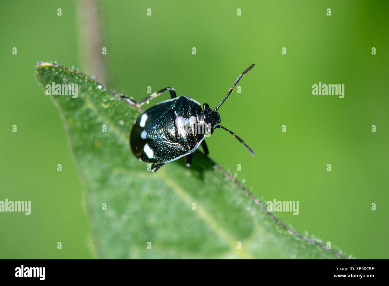 Brassica shield dbug (Eurydema oleracea), chiamato anche cabbage bug, su un impianto, Inghilterra, Regno Unito Foto Stock