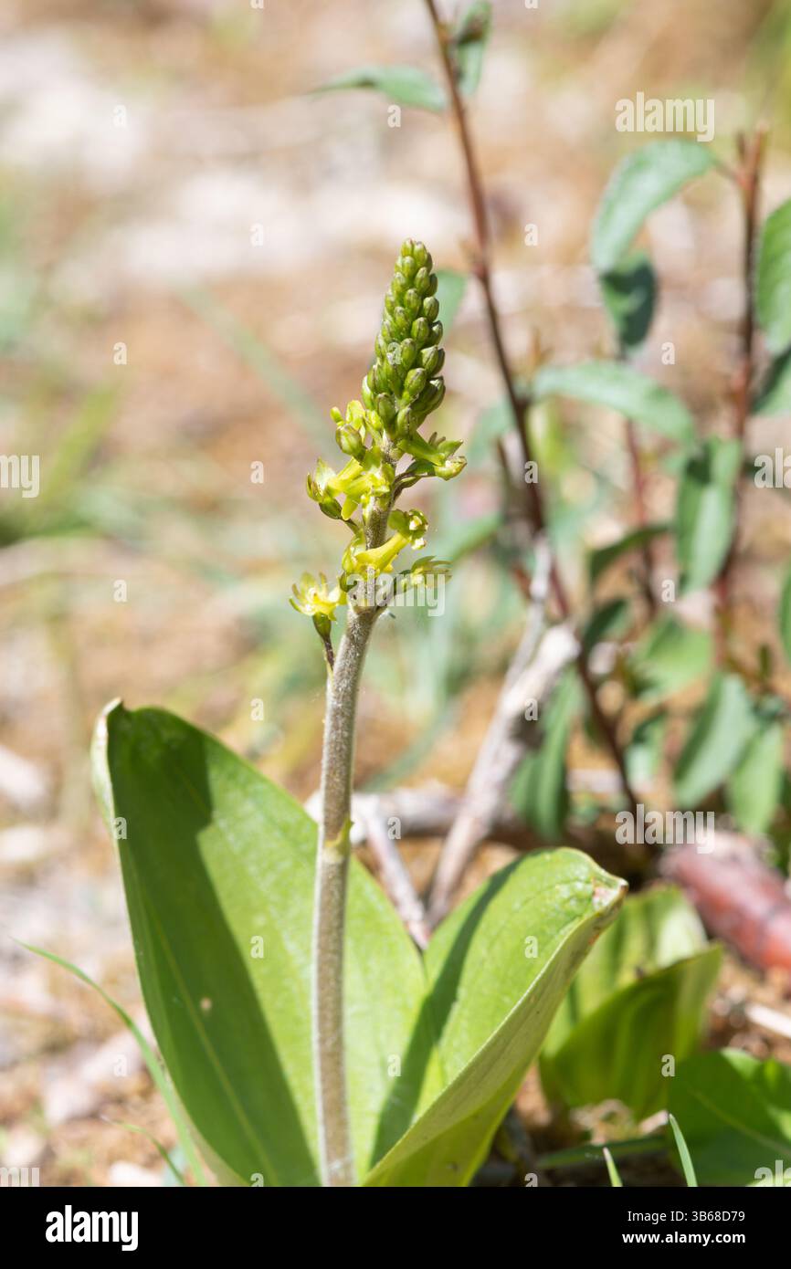 Un comune twayblade (Neottia ovata), un'orchidea verde gialla su praterie di gesso nell'Hampshire, Inghilterra, Regno Unito Foto Stock