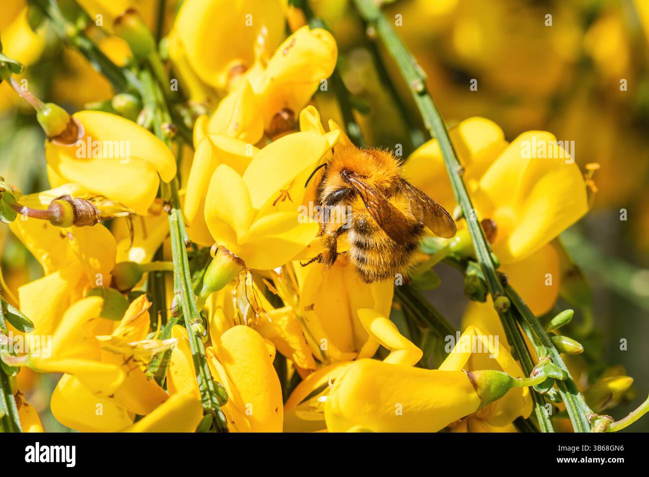 Ape carder comune (Bombus pascuorum), un bumblebee color zenzero che si nutre di fiori di scopa gialli (Cytisus scoparius), Inghilterra, Regno Unito Foto Stock