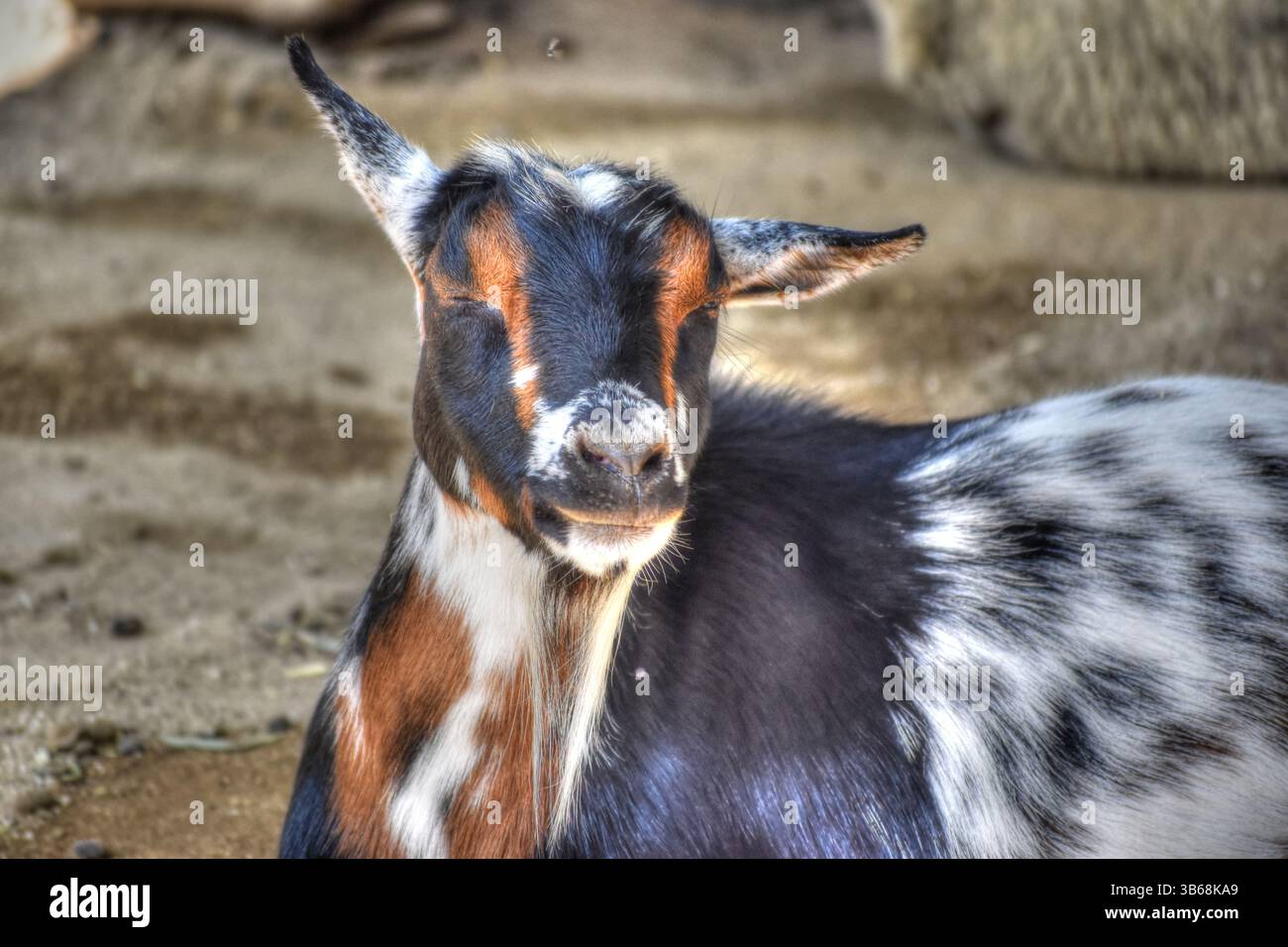 Capre al Petting Zoo, Pygmy GoatBrown White e Black in Color. Foto Stock
