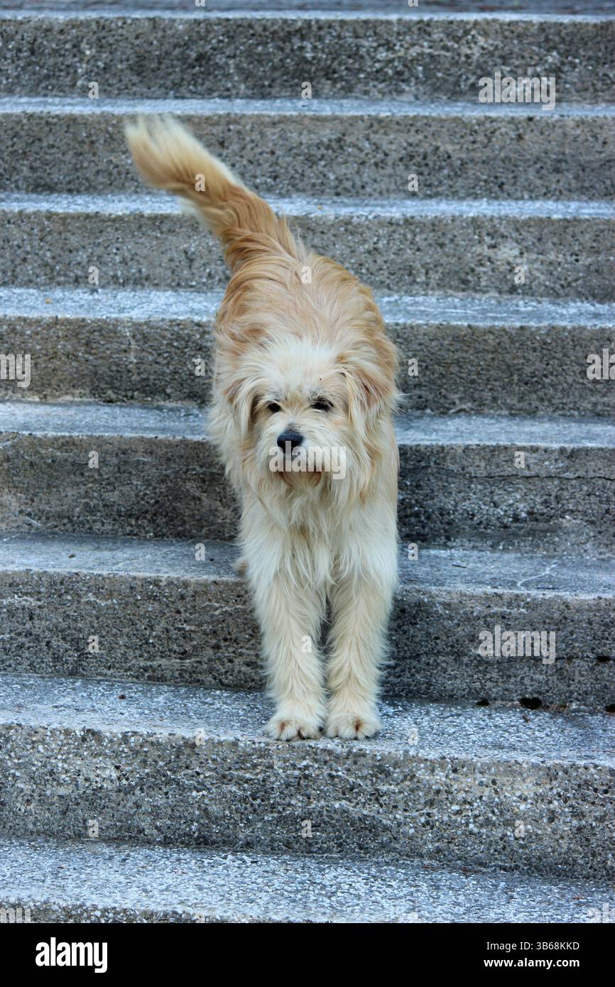 Bel cane sulle scale Foto Stock