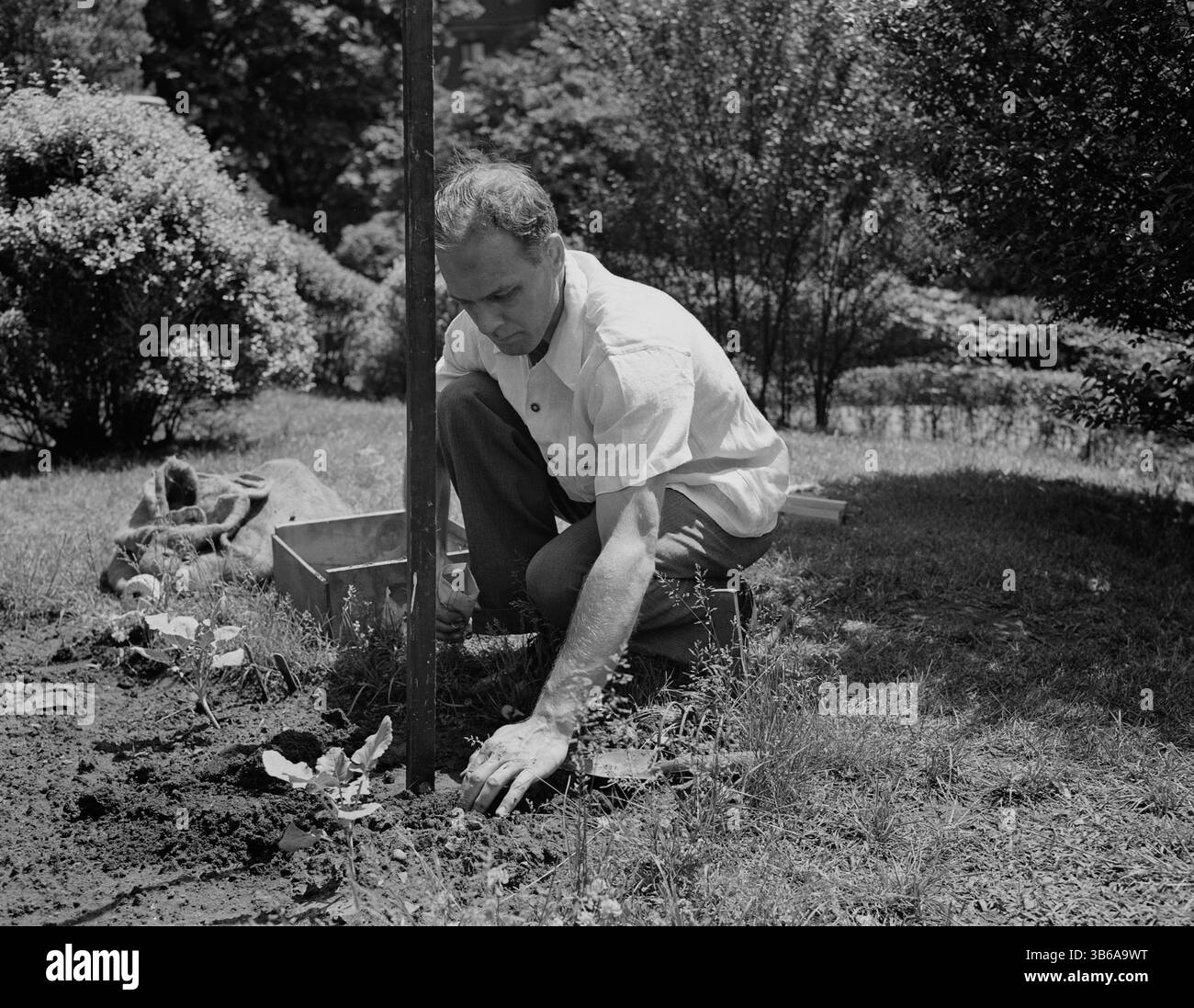 New York, New York. Vittorie giardinaggio nella tenuta di Charles Schwab, 1944. Foto Stock