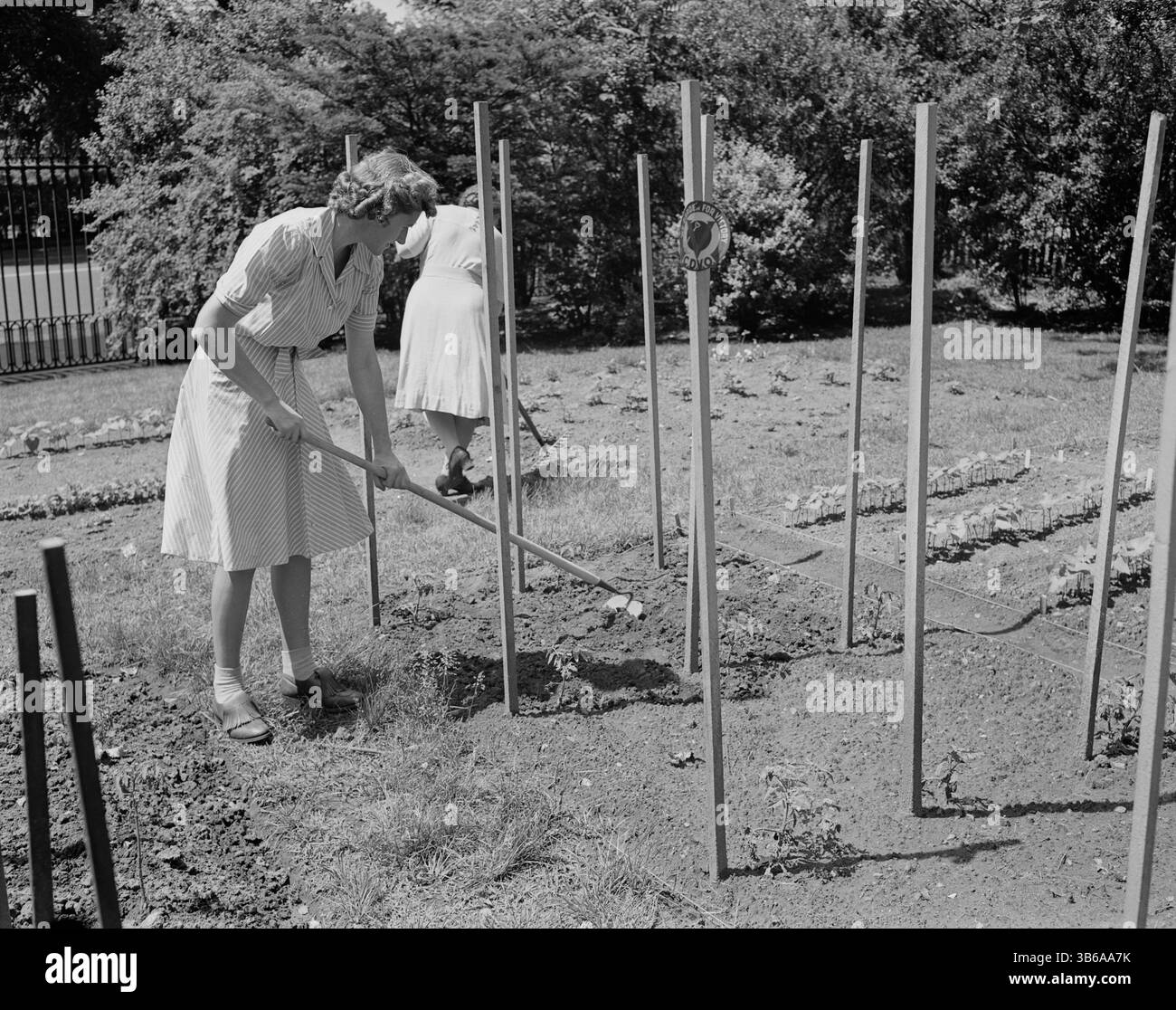 New York, New York. Vittorie giardinaggio nella tenuta di Charles Schwab, 1944. Foto Stock