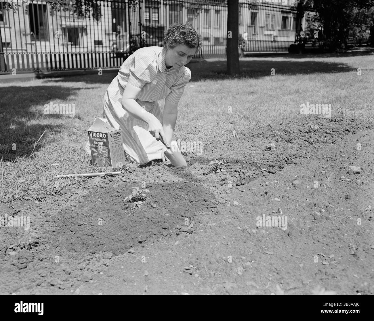 New York, New York. Vittorie giardinaggio nella tenuta di Charles Schwab, 1944. Foto Stock