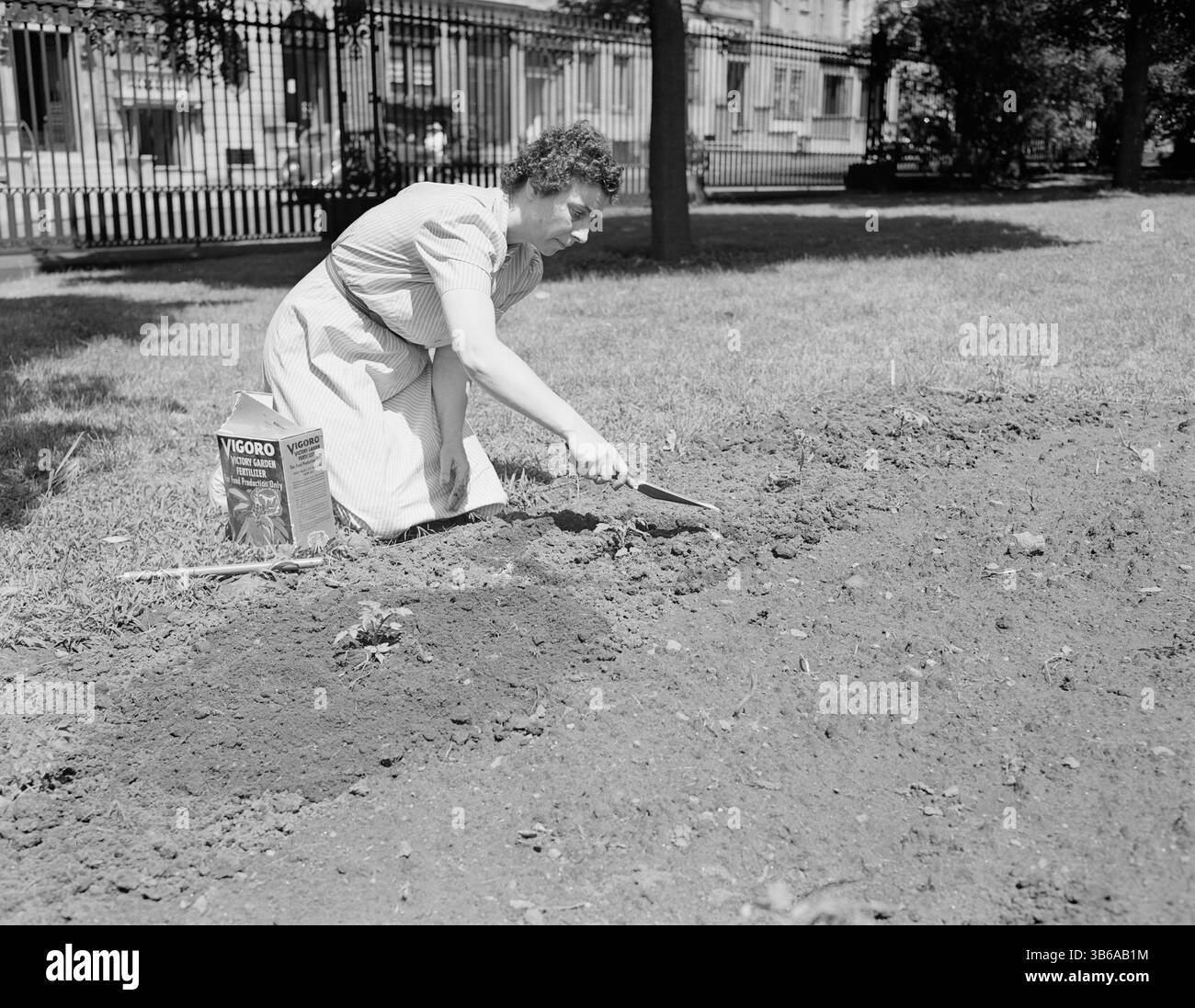 New York, New York. Vittorie giardinaggio nella tenuta di Charles Schwab, 1944. Foto Stock