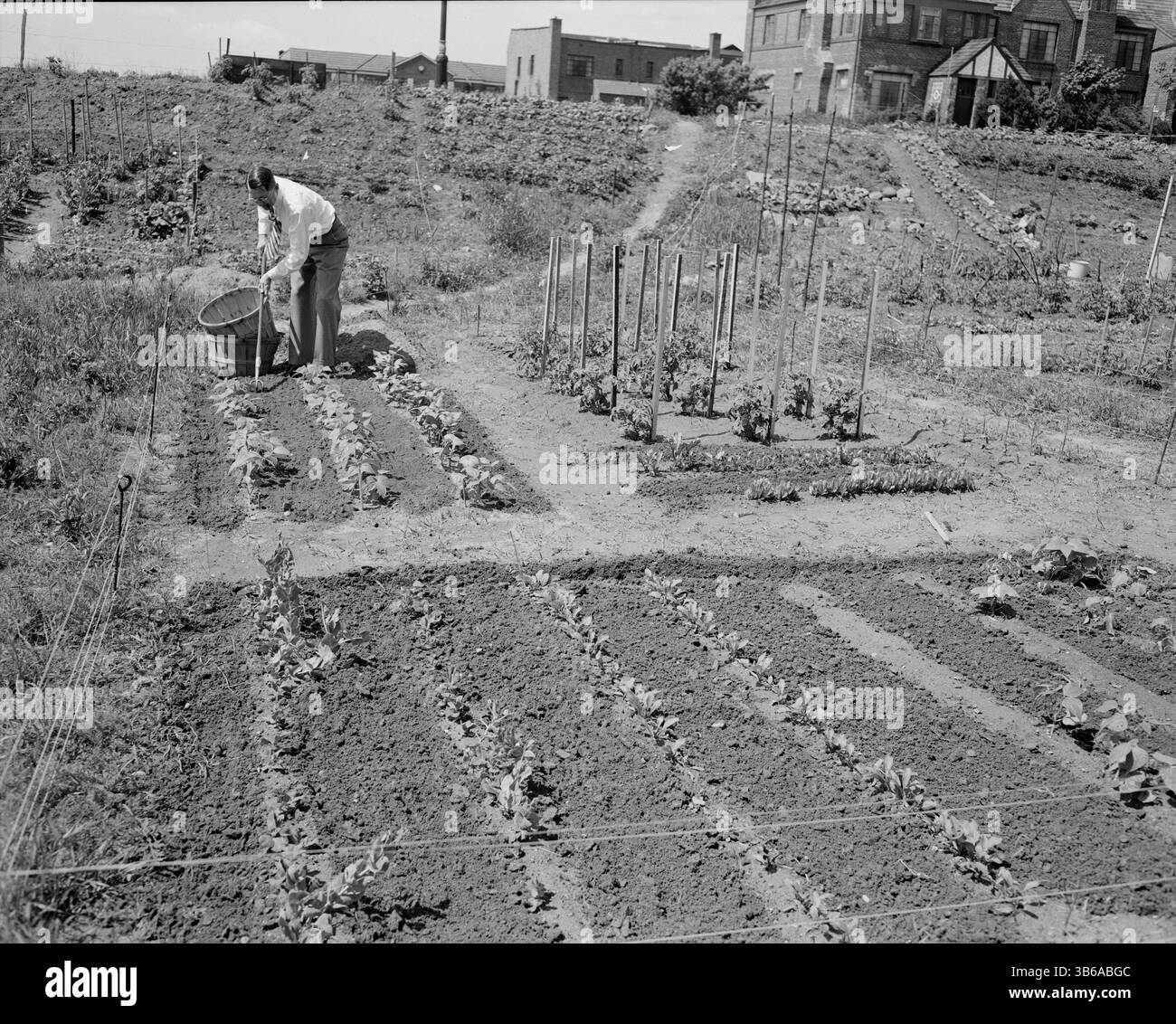 New York, New York. Vittorie giardinaggio a Forest Hills, Queens, 1944. Foto Stock