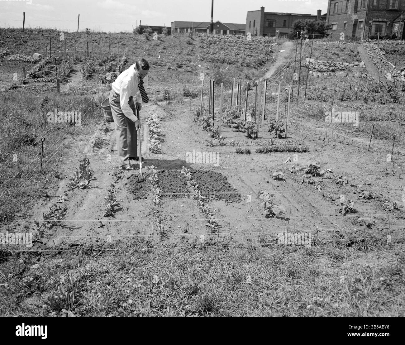New York, New York. Vittorie giardinaggio a Forest Hills, Queens, 1944. Foto Stock