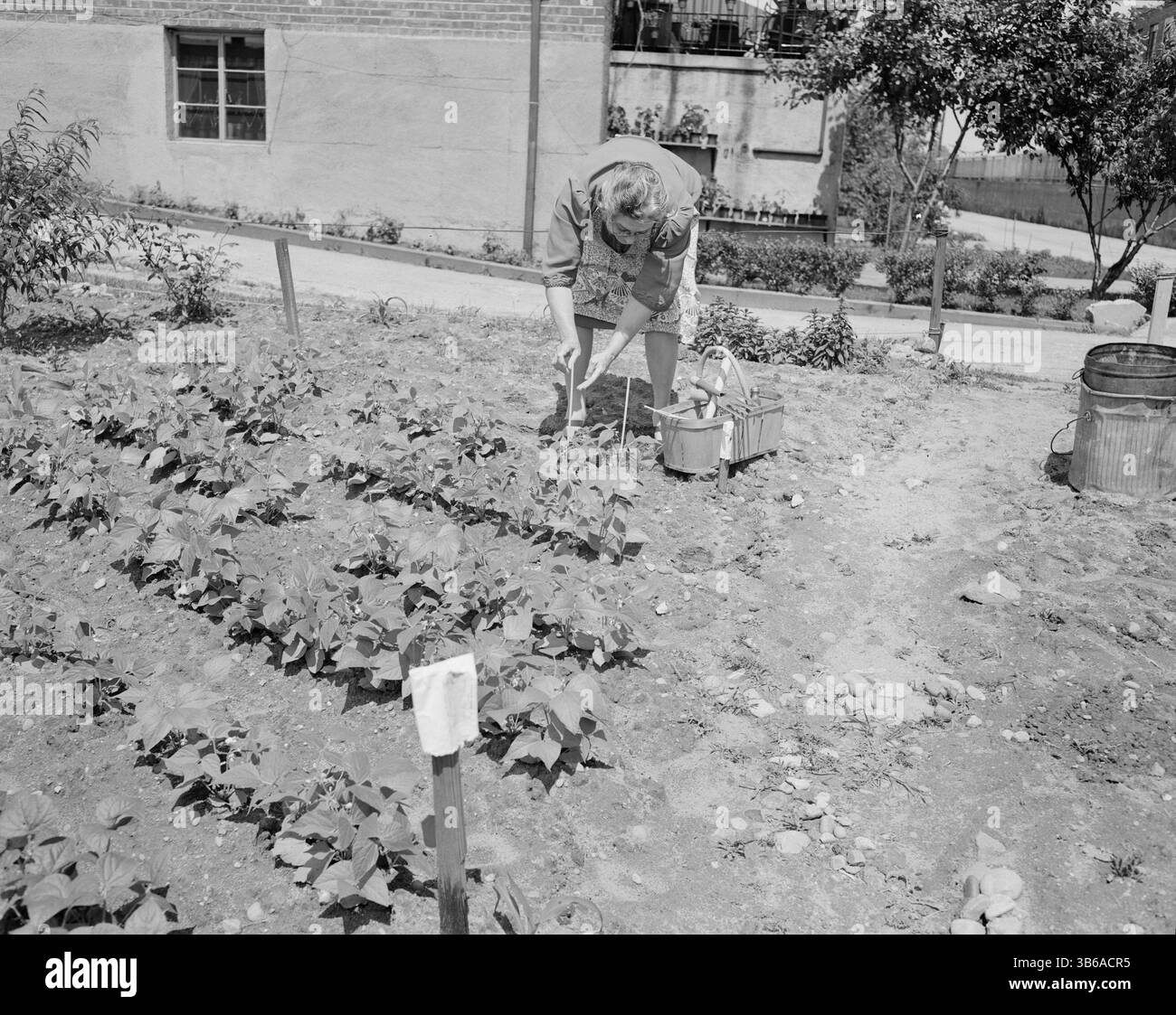 New York, New York. Vittorie giardinaggio a Forest Hills, Queens, 1944. Foto Stock