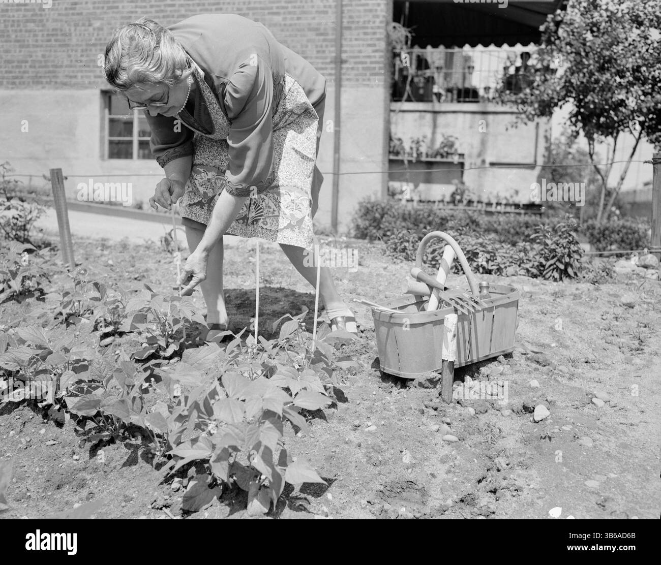 New York, New York. Vittorie giardinaggio a Forest Hills, Queens, 1944. Foto Stock