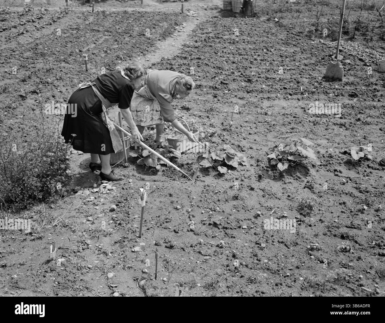 New York, New York. Vittorie giardinaggio a Forest Hills, Queens, 1944. Foto Stock