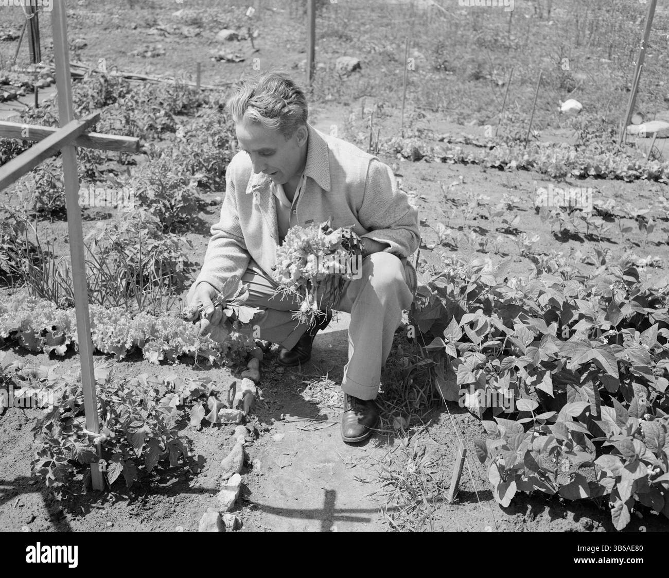 New York, New York. Vittorie giardinaggio a Forest Hills, Queens, 1944. Foto Stock