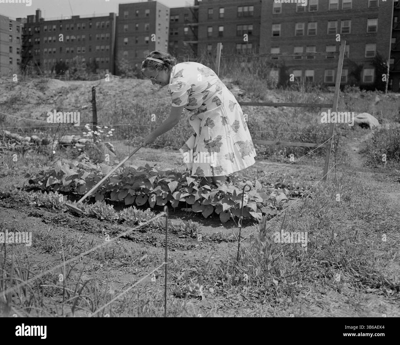 New York, New York. Vittorie giardinaggio a Forest Hills, Queens, 1944. Foto Stock