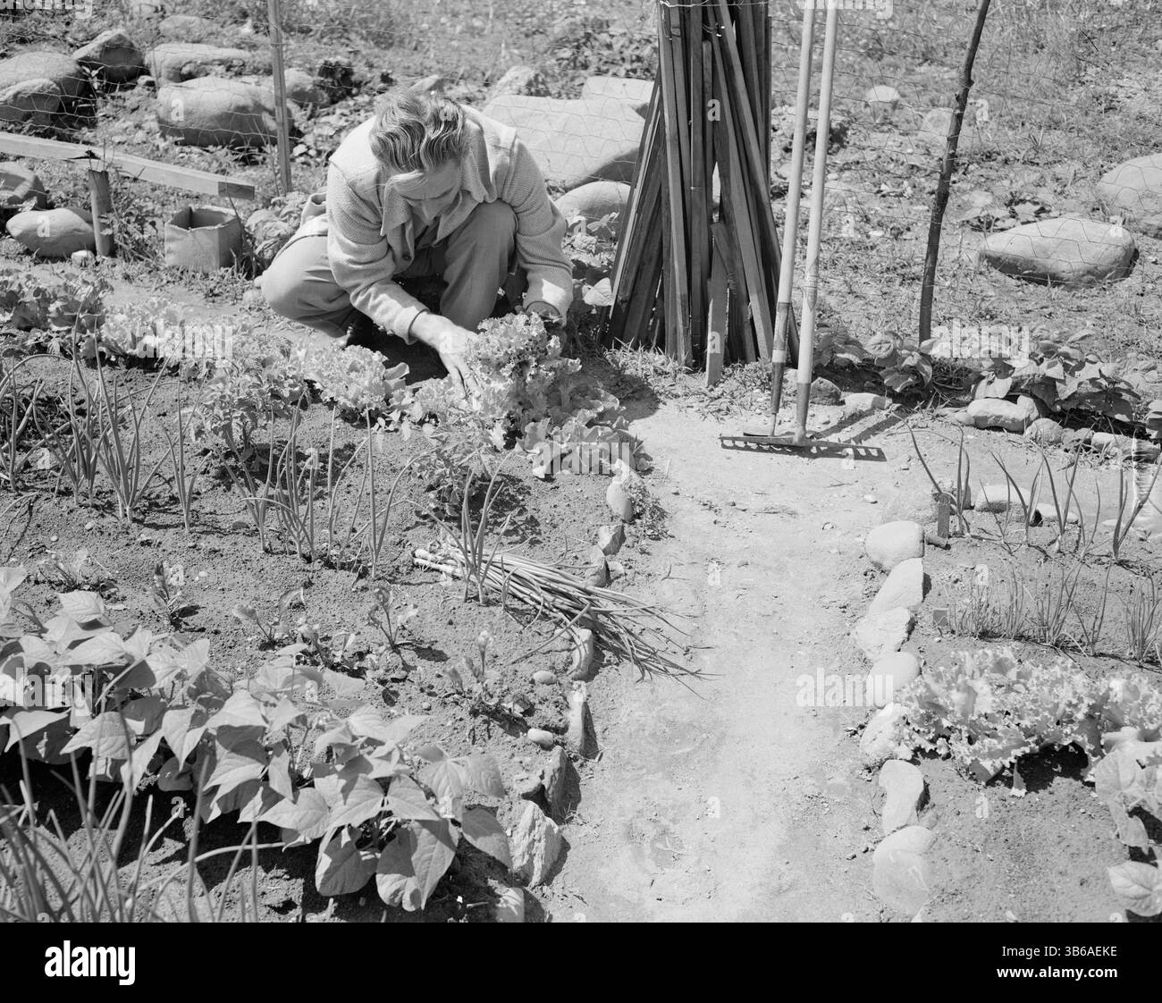 New York, New York. Vittorie giardinaggio a Forest Hills, Queens, 1944. Foto Stock