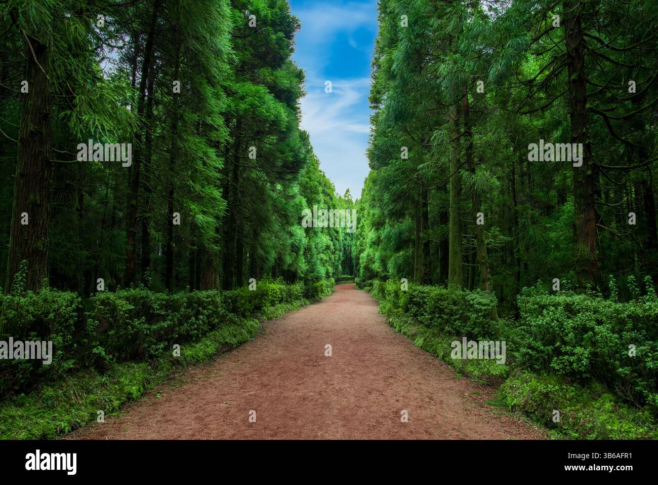 Sentiero forestale per Sete Cidades, São Miguel - Sentiero panoramico circondato da vegetazione lussureggiante sull'isola verde delle Azzorre Foto Stock