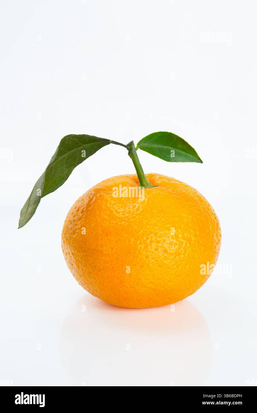 Arancione minimalista con stelo e foglie, posizionato su una superficie bianca lucida con riflesso, isolato Foto Stock
