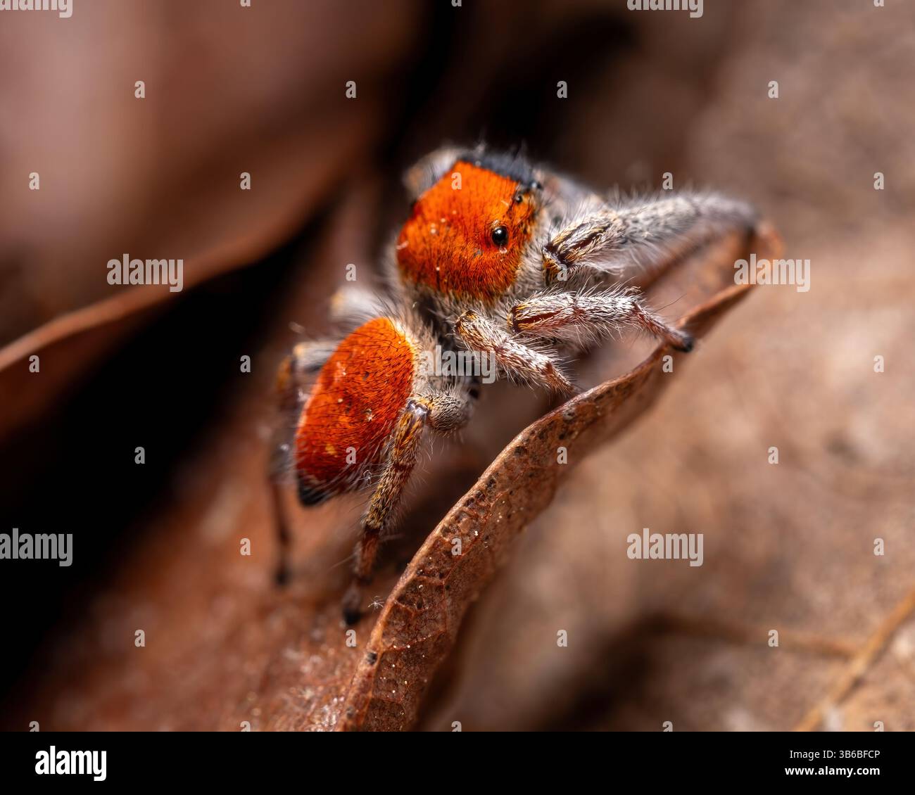 Un uomo Whitman's Jumping Spider imita una formica di velluto per scoraggiare i predatori. Foto Stock