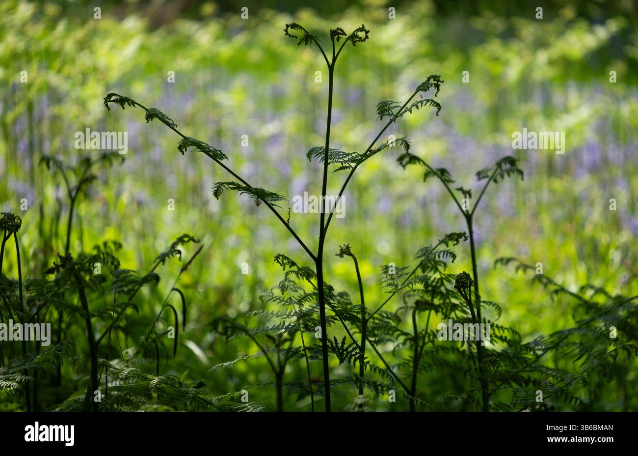 Nuovi germogli di piante di felce comuni che crescono su uno sfondo soleggiato con fiori di campanello primaverile, Studley, Warwickshire, Inghilterra. Foto Stock