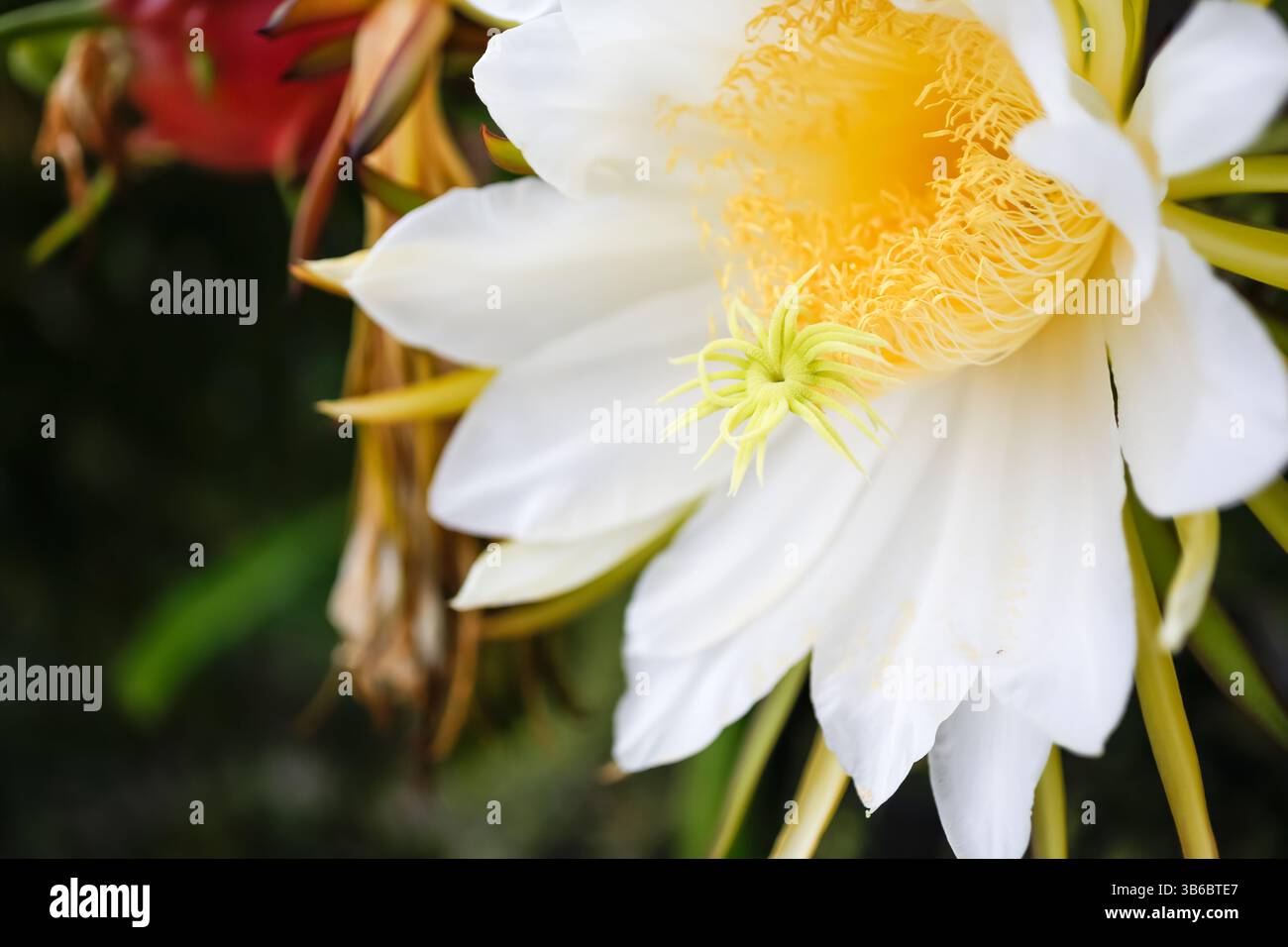 Una vista di un fiore di frutto di drago in piena fioritura, pronto per l'impollinazione. Foto Stock