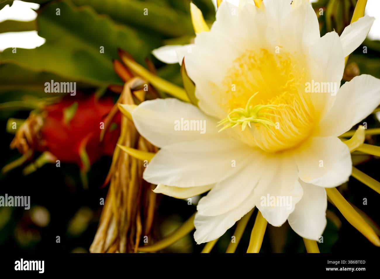 Una vista di un fiore di frutto di drago in piena fioritura, pronto per l'impollinazione. Foto Stock