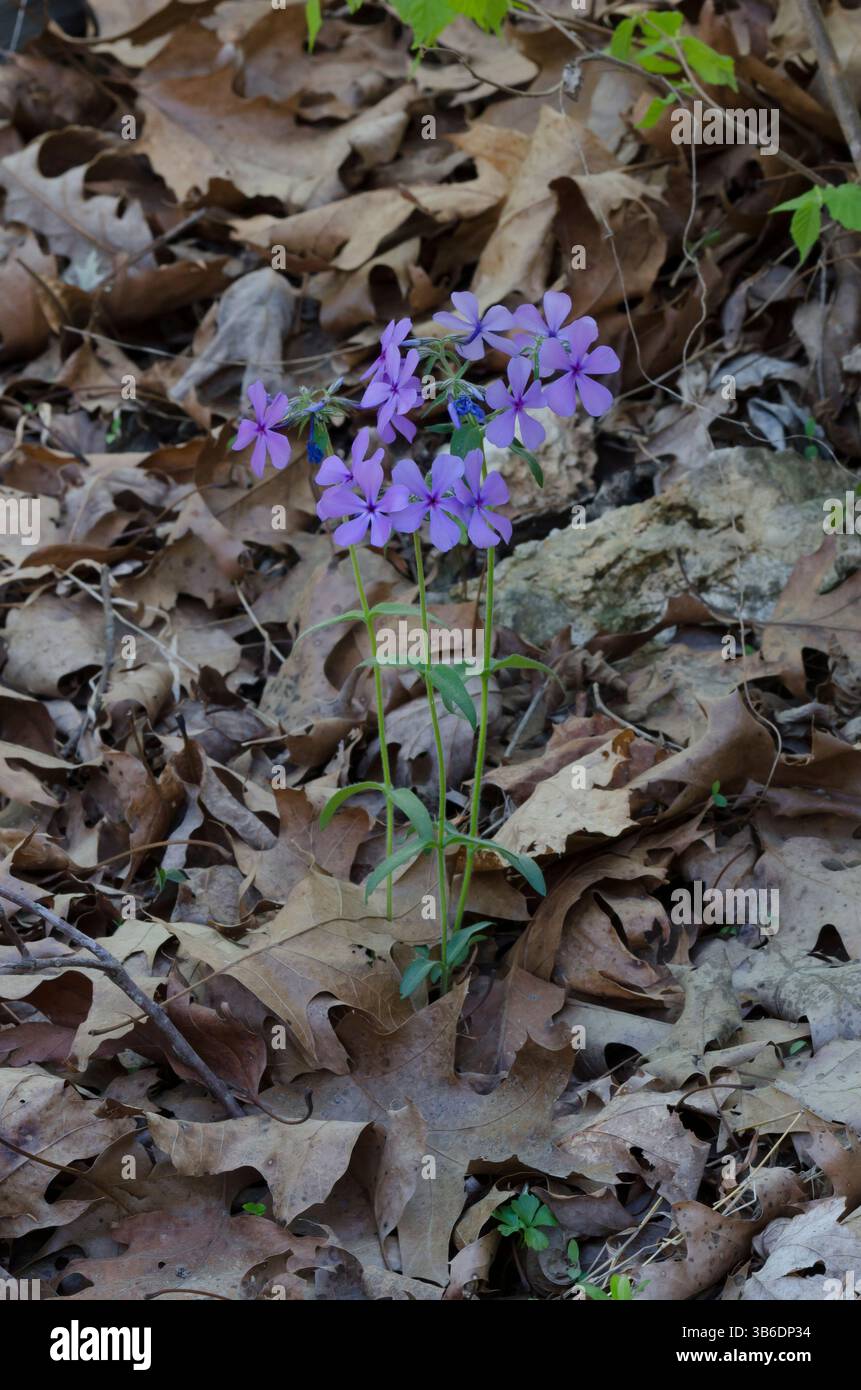 Blu selvaggio, Phlox Phlox divaricata Foto Stock