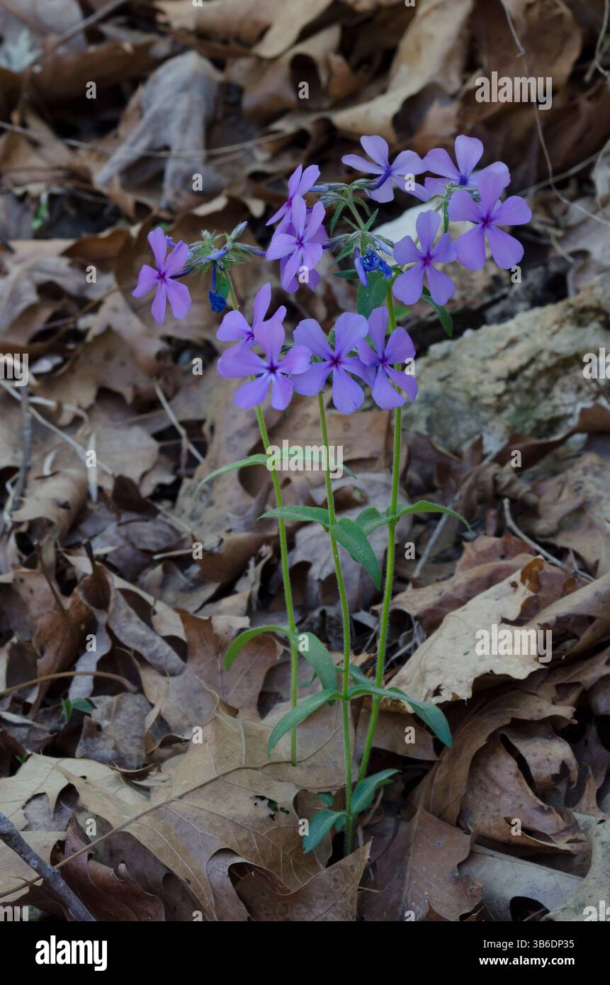 Blu selvaggio, Phlox Phlox divaricata Foto Stock