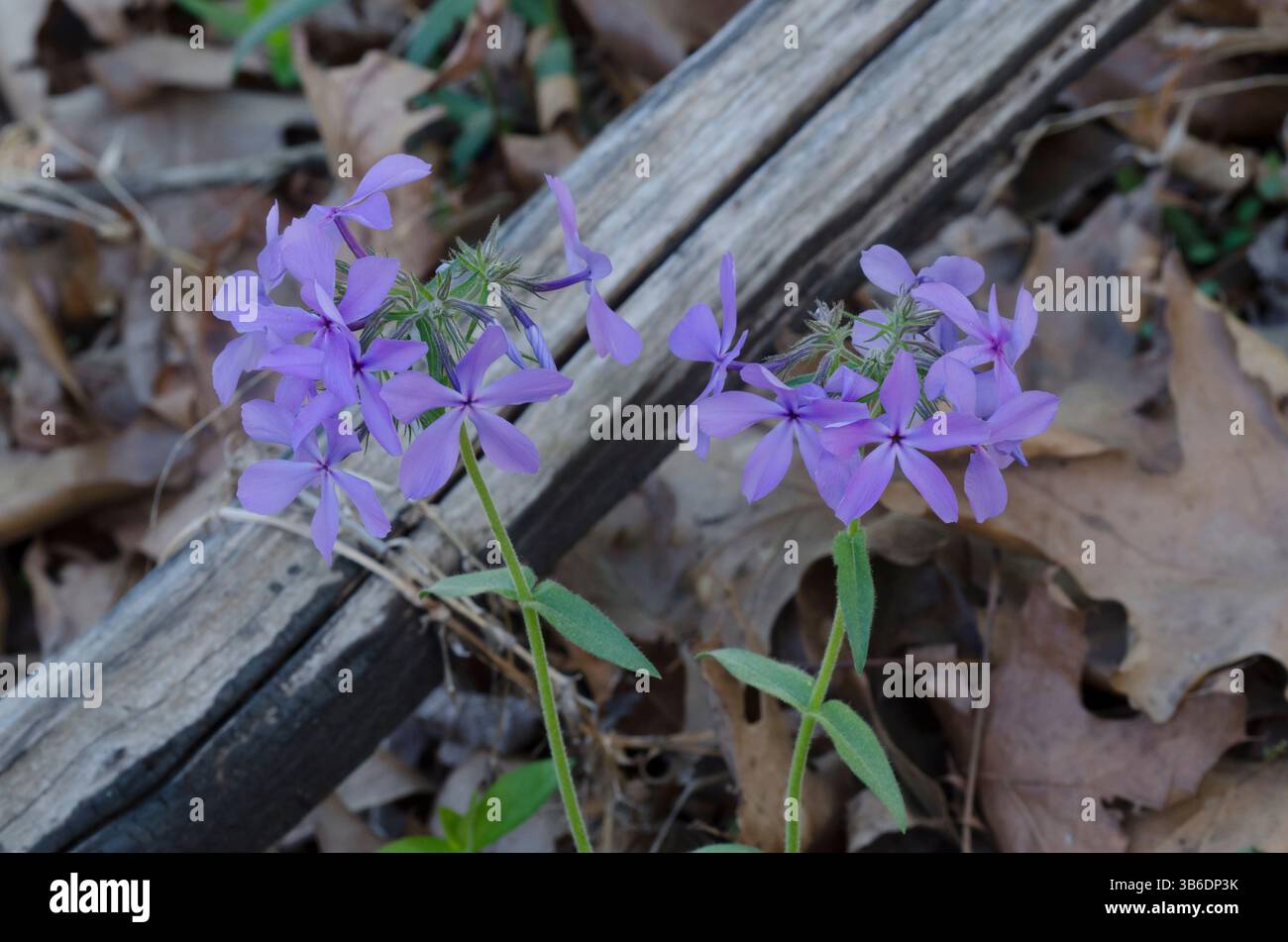 Blu selvaggio, Phlox Phlox divaricata Foto Stock