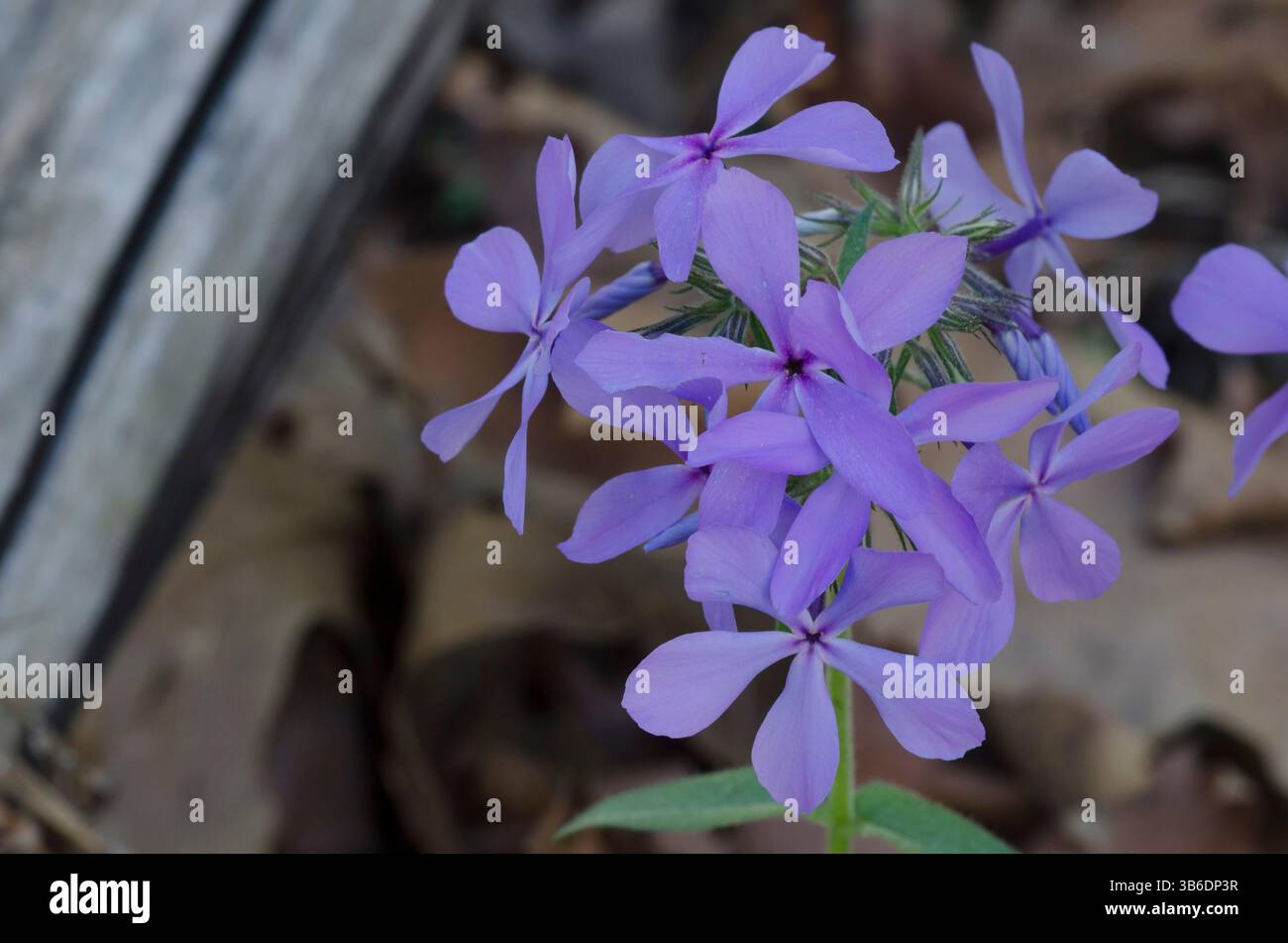 Blu selvaggio, Phlox Phlox divaricata Foto Stock