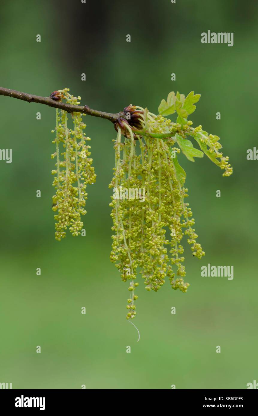 Post quercia, Quercus stellata, foglie e cetrioli apertura in primavera Foto Stock