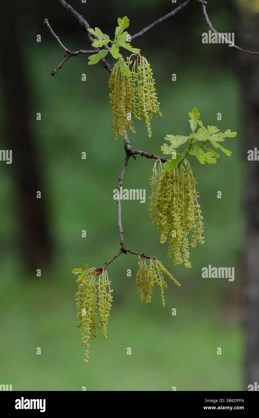 Post quercia, Quercus stellata, foglie e cetrioli apertura in primavera Foto Stock