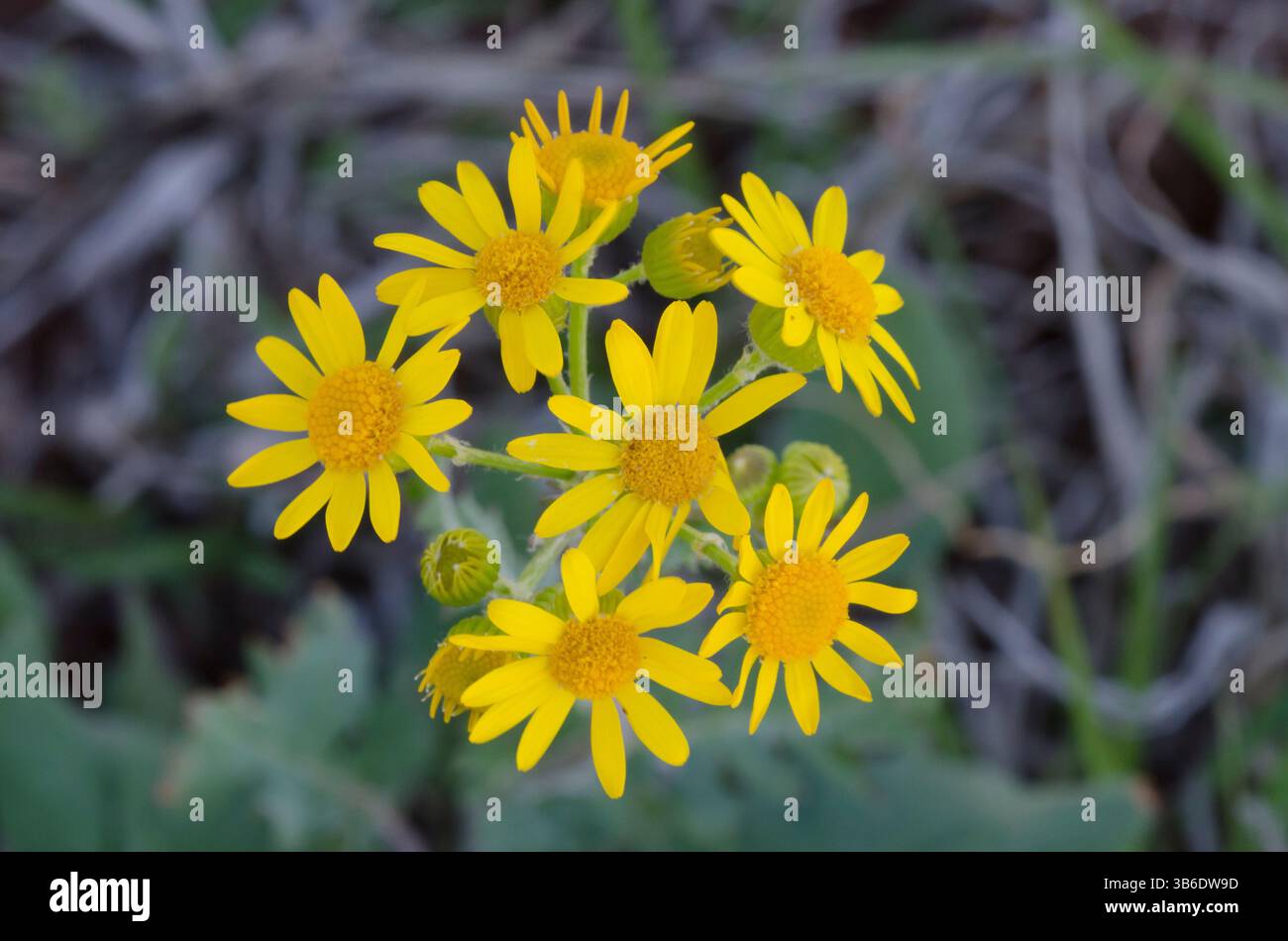 Prairie Ragwort, Packera plattensis Foto Stock