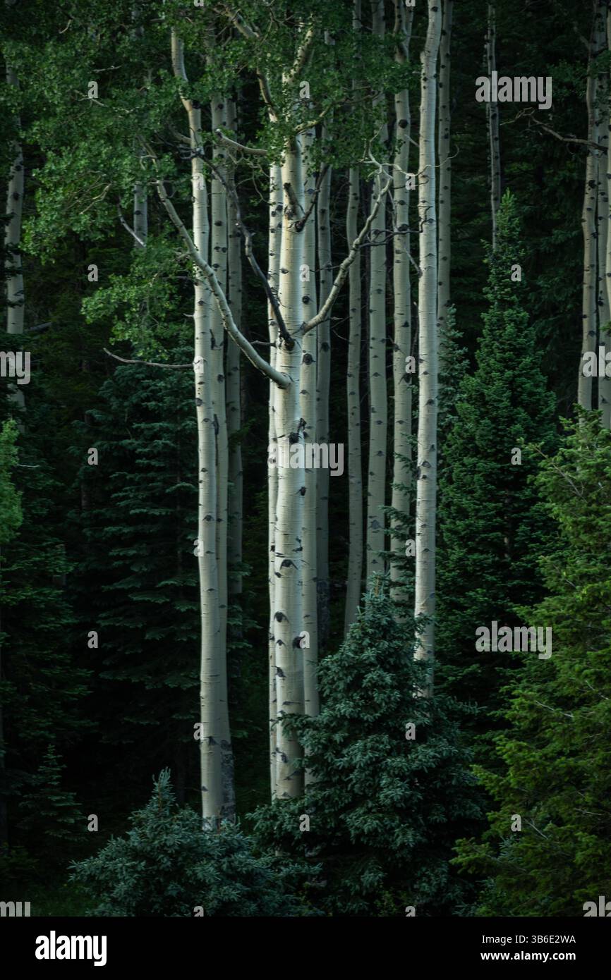Gli alti alberi di pioppo sorgono dalla Foresta oscura sottostante nel Parco Nazionale delle Montagne Rocciose Foto Stock