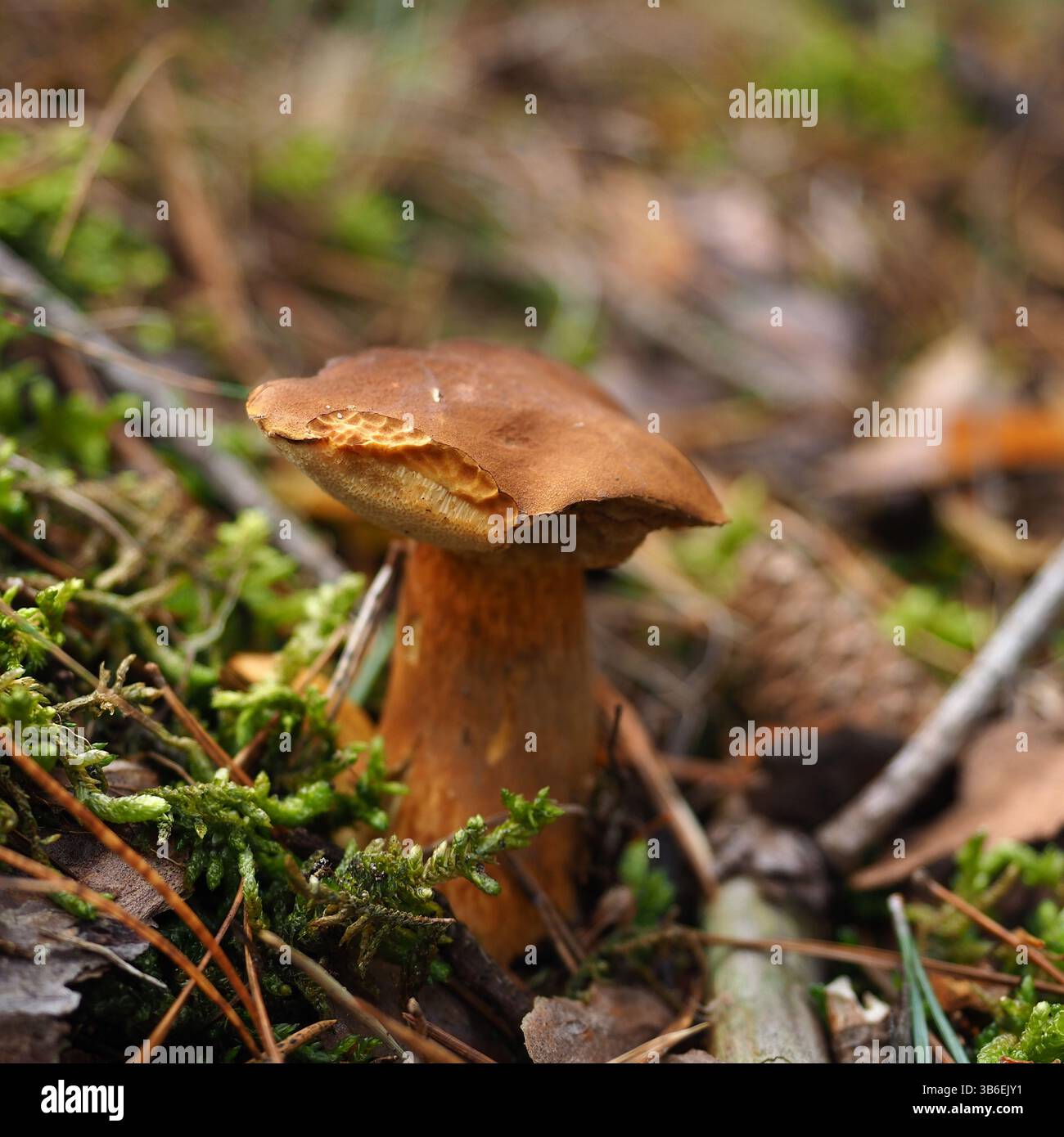 I funghi Boletus di Smith commestibili crescono nella foresta autunnale Foto Stock