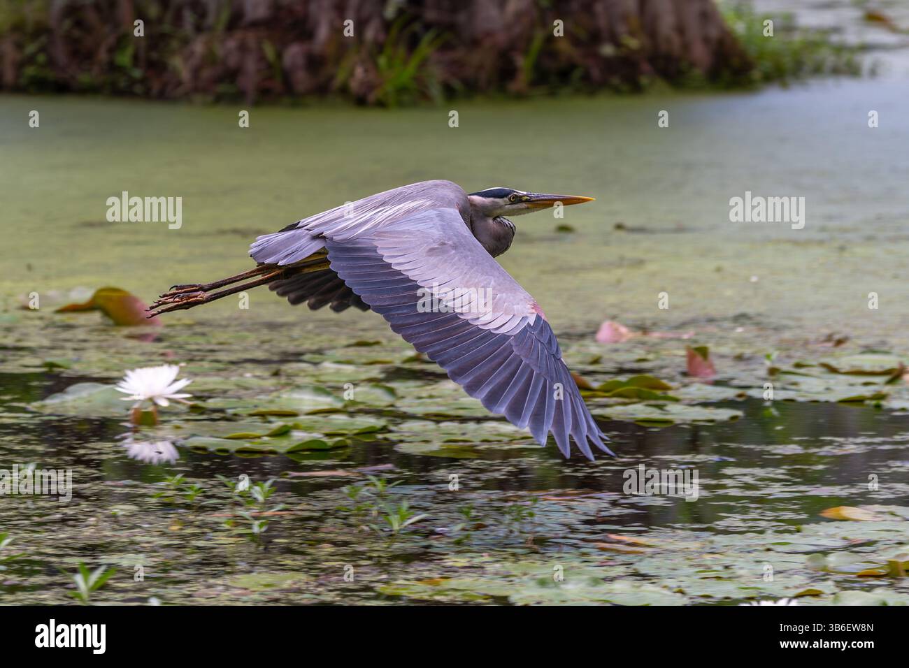 Great Blue Heron che vola sulla palude di Cypress Foto Stock