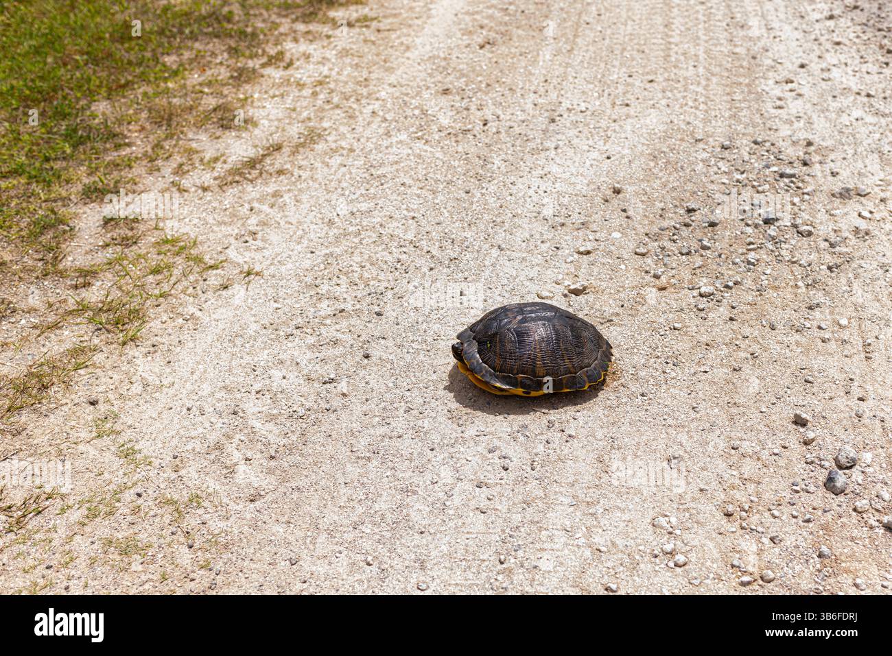Carolina Eastern Box Turtle Foto Stock