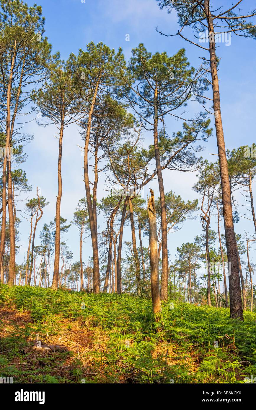 Pini con felci verdi sul fondo della foresta Foto Stock