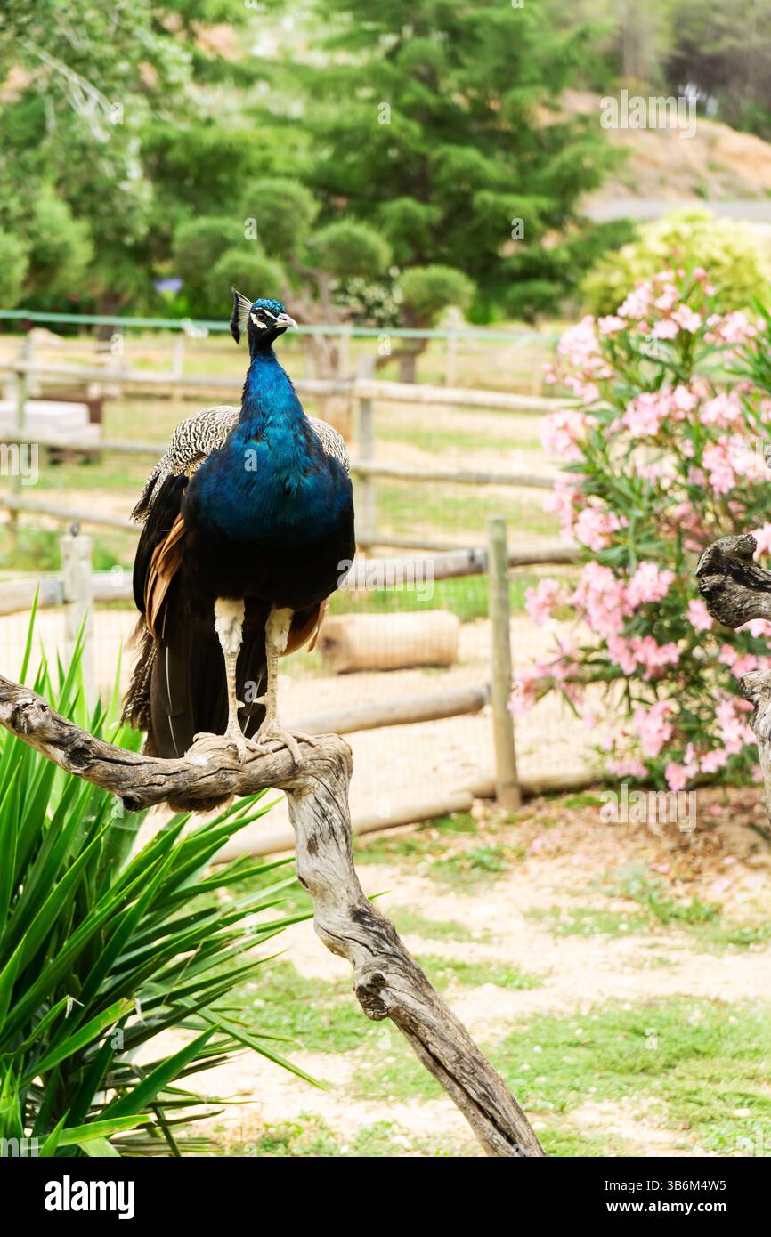 Bellissimo pavone arroccato su un ramo di uno zoo, che mostra il suo piumaggio colorato Foto Stock