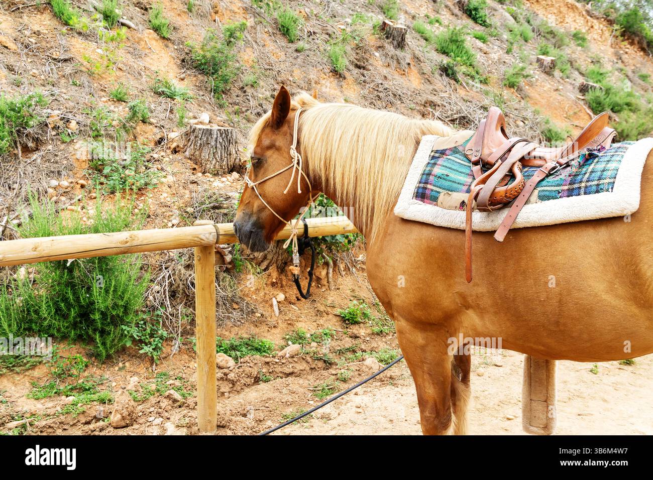 Il cavallo palomino sellato ti aspetta accanto a una recinzione di legno in una scuderia Foto Stock