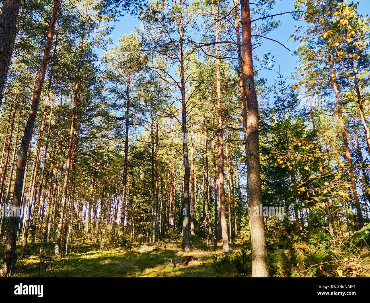 Pini nella foresta in una giornata di sole. Splendido paesaggio autunnale. Foto Stock
