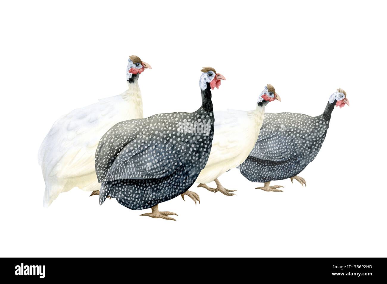 Illustrazione in bianco e nero con acquerello del gruppo di guineafowl isolato su bianco. Pollame da cortile dell'azienda di pascolo con piume nere e macchie. Divertente e.. Foto Stock