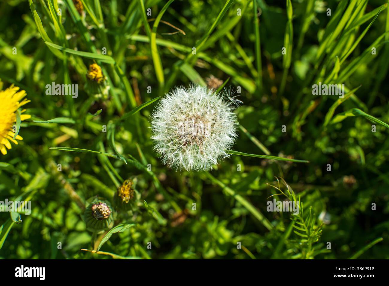 Testa di seme di dente di leone - bianco soffice fase di dispersione primo piano Foto Stock