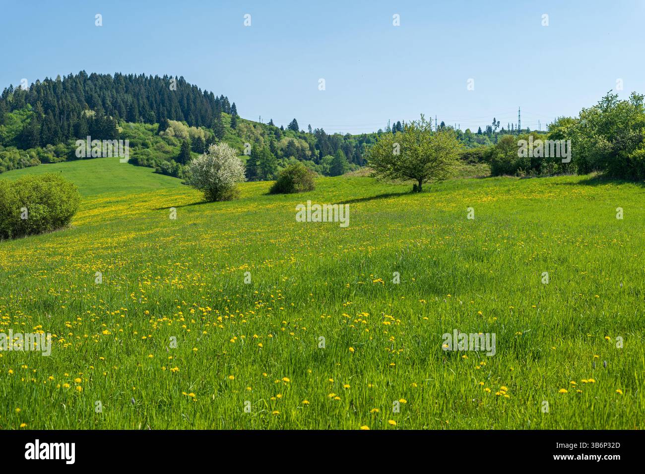 Foto di un paesaggio vivace di un prato lussureggiante pieno di leoni leoncini gialli in fiore e di erba verde fresca. Foto Stock
