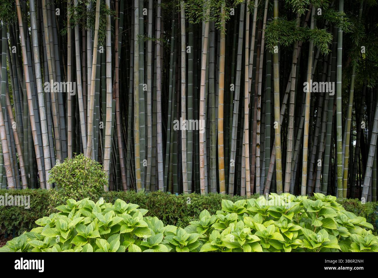Boschetto di alberi di bambù situato vicino alla spiaggia nel centro di Batumi, una città costiera della Georgia Foto Stock