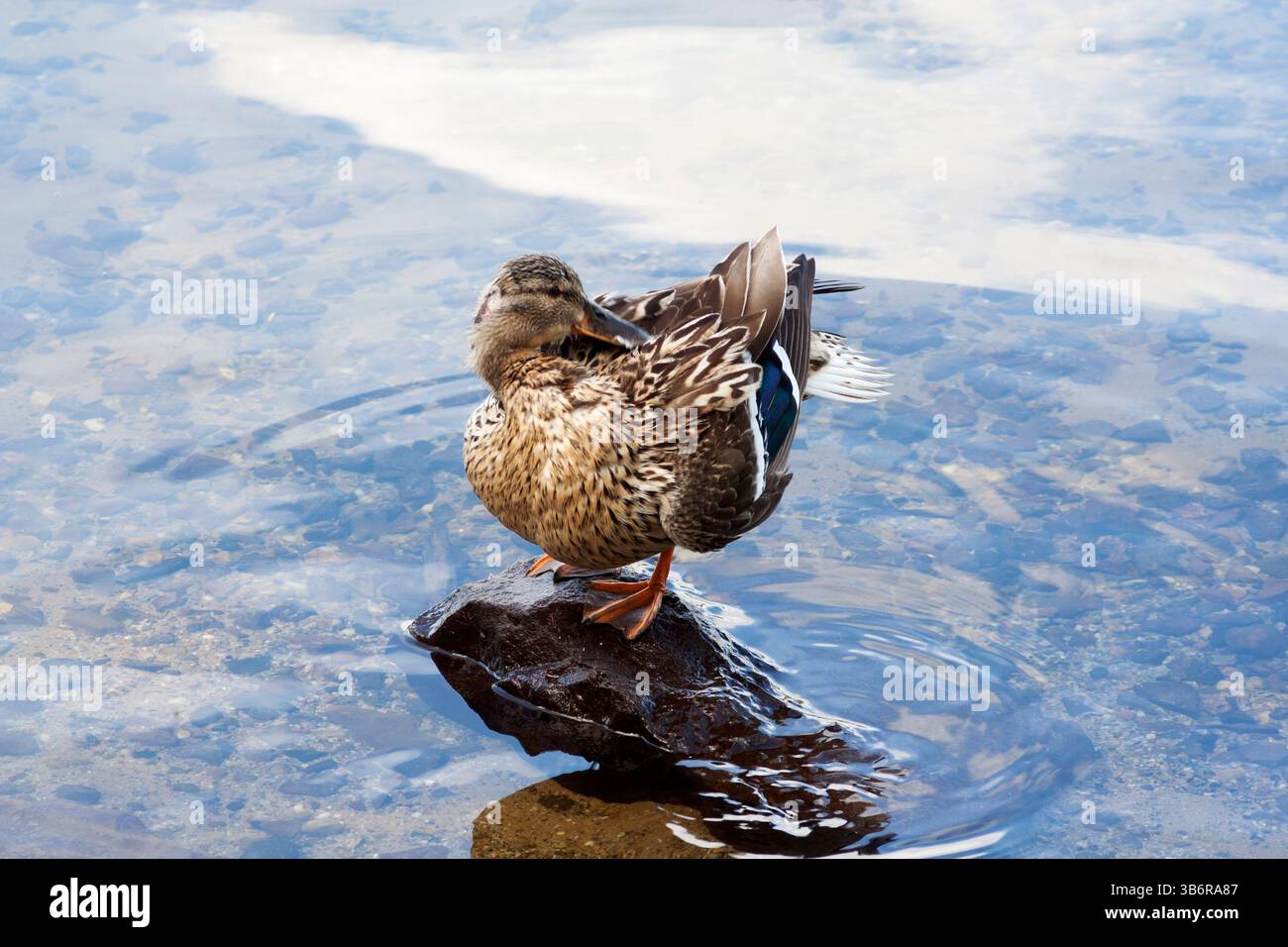 Anas platyrhynchos - anatra Mallard che si prepara su una roccia. Foto Stock