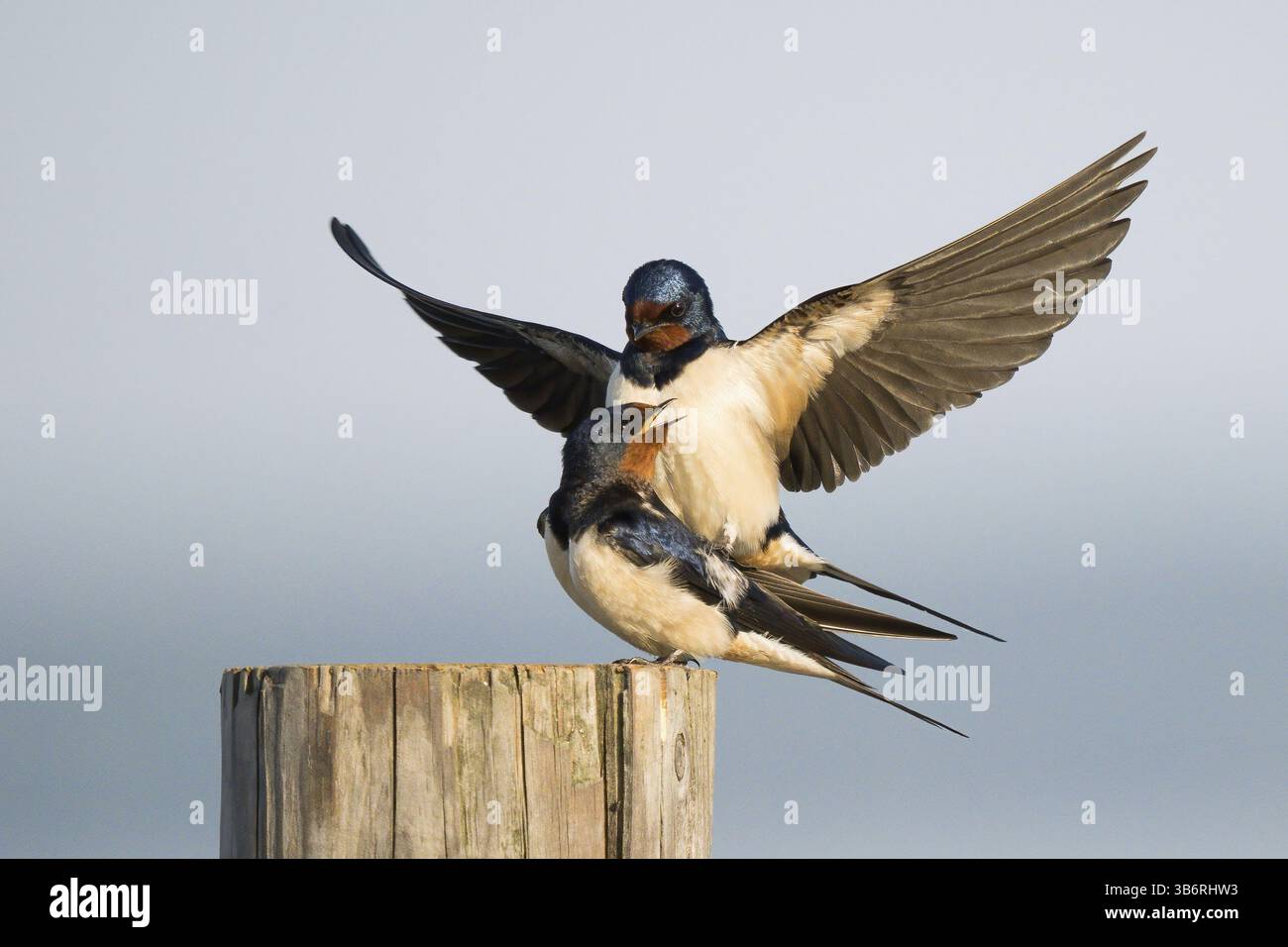 Due rondini di fienile (Hirundo rustica) che si accoppiano su un palo, maschio con ali allungate, Assia, Germania, Europa Foto Stock