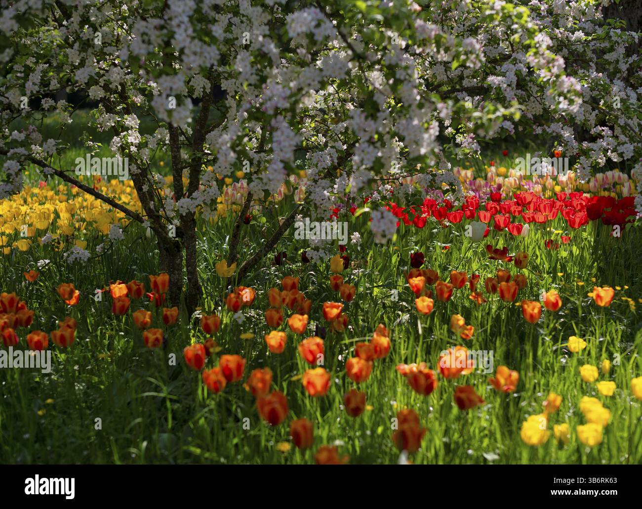 Ciliegio ornamentale, ciliegio in fiore giapponese (Prunus serrulata), tulipani rossi e gialli (Tulipa) in fiore in primavera, distretto di Costanza, Baden-Wuert Foto Stock