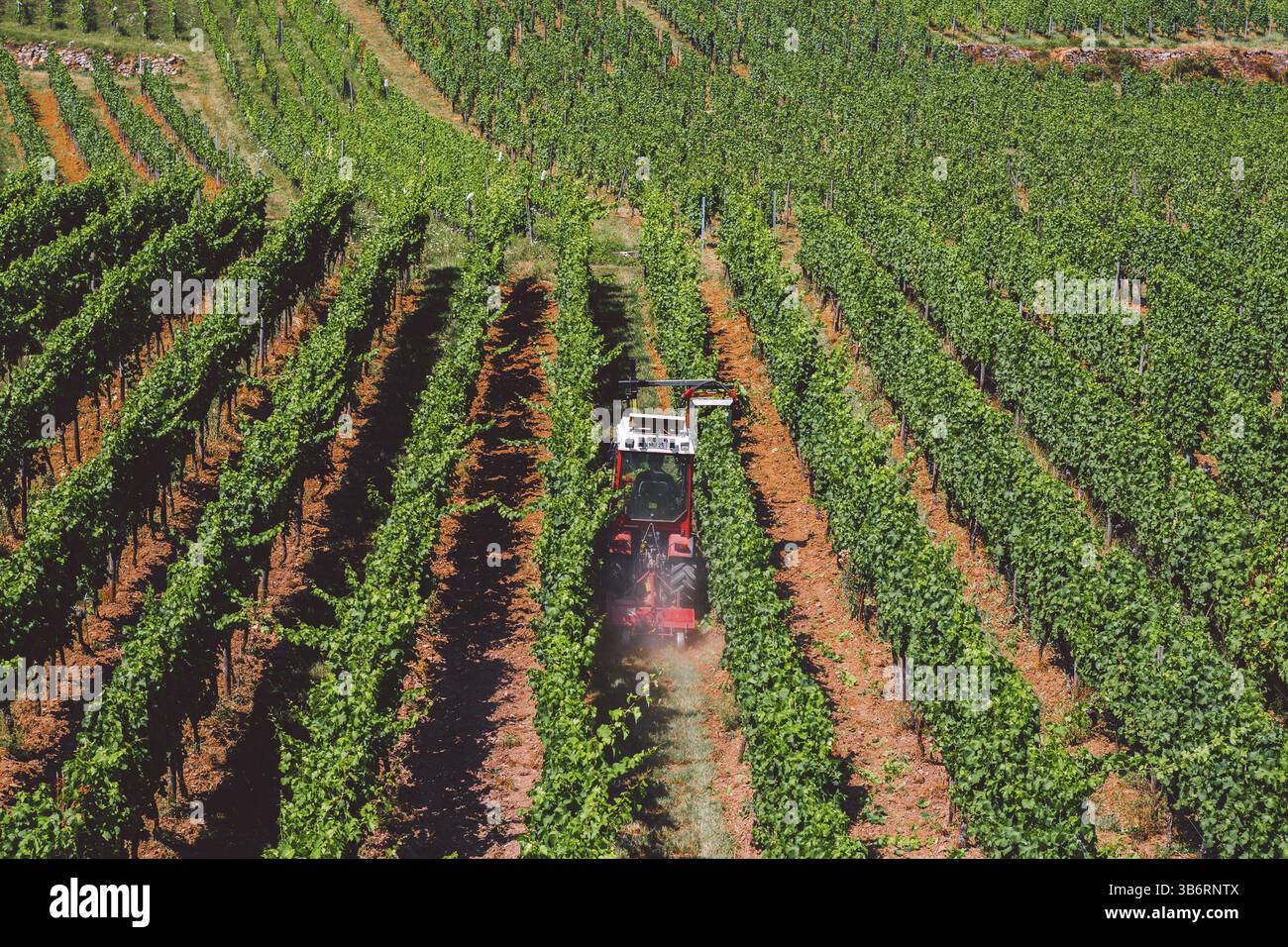 Il tema dell'agricoltura e della vinificazione in Europa. Un trattore rosso lavora un campo d'uva in una giornata di sole su una montagna. Produzione di vino biologico, moder Foto Stock