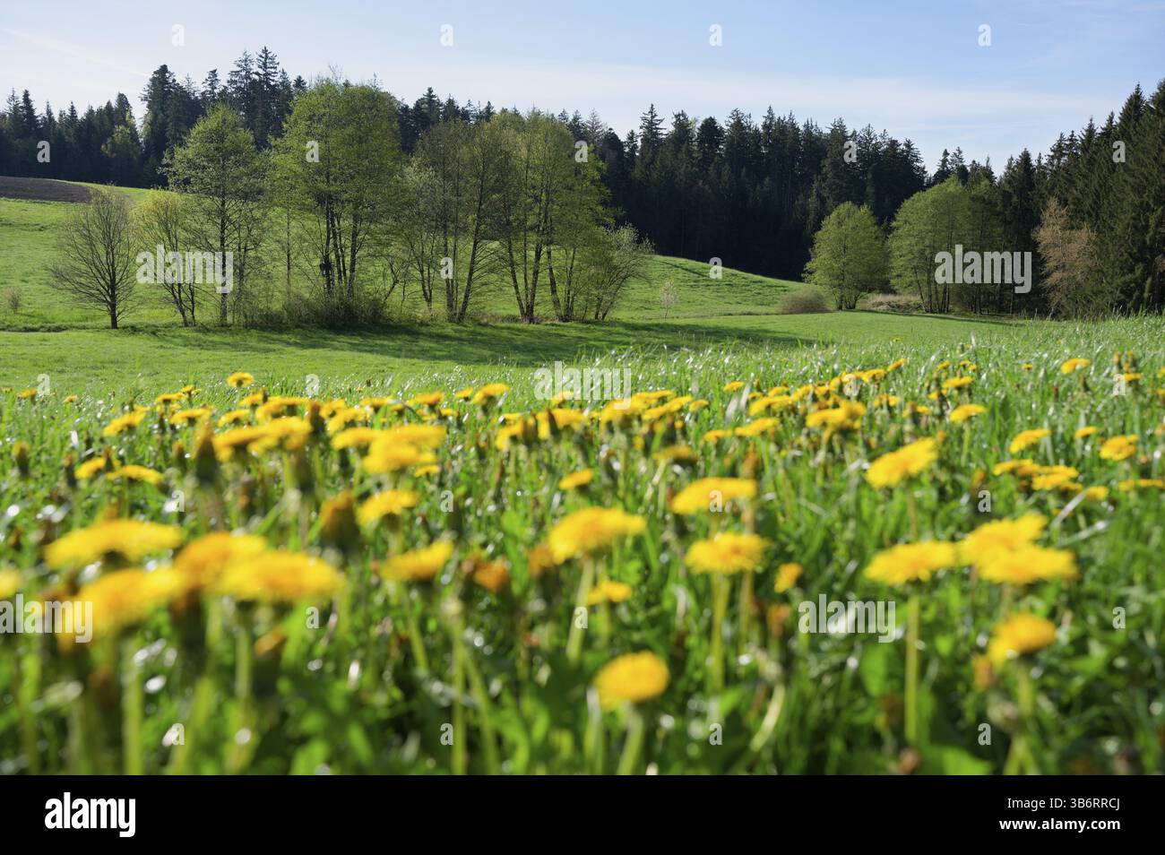 Prato primaverile con leoni nel parco naturale della foresta sveva-Franconica, Hohenlohe, Sittenhardt, primavera, aprile, Germania, Europa Foto Stock